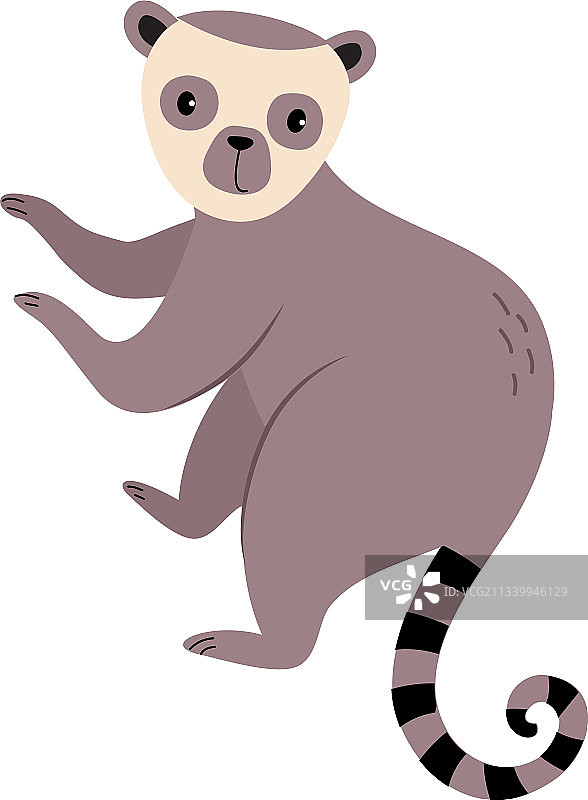 可爱的狐猴，具有异国情调的热带动物图片素材