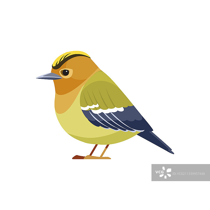 戴菊鸟图片素材