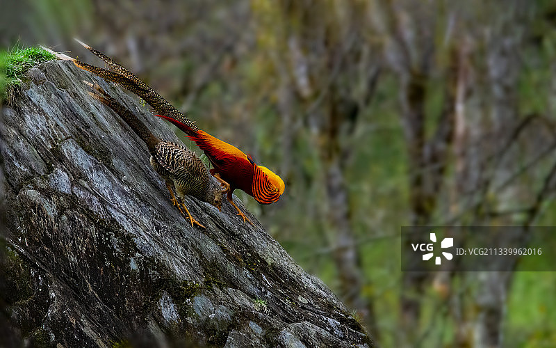 红腹锦鸡图片素材