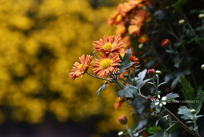 在云南丽江古城，盛开的菊花图片素材