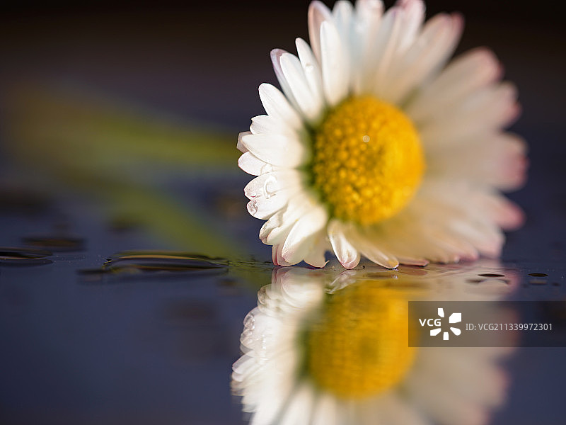 基尔肯尼湖泊白色花朵特写，爱尔兰图片素材