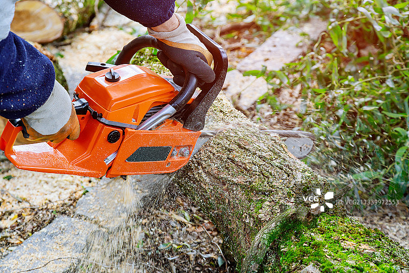 男人用油锯伐树，防止树木倒塌图片素材