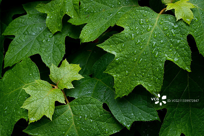 潮湿的树叶全画幅照片图片素材