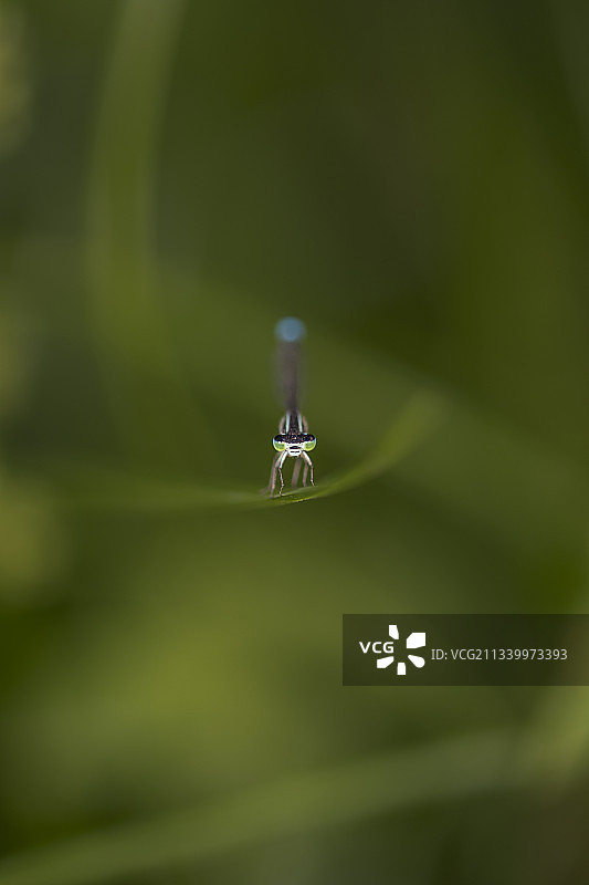 西班牙巴塞罗那叶片水滴特写图片素材