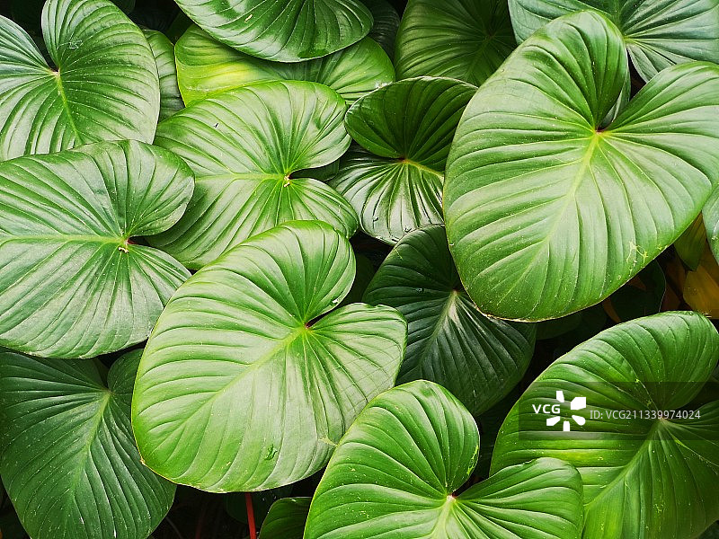 泰国绿叶完整画面图片素材