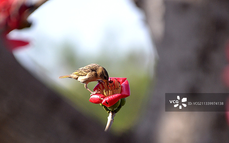 栖息在花朵上的歌雀特写，印度中央邦博帕尔图片素材
