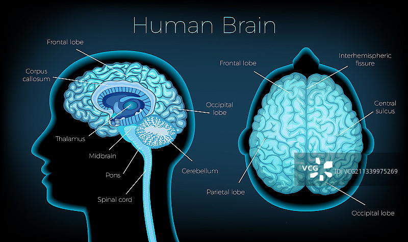 人脑海报图片素材