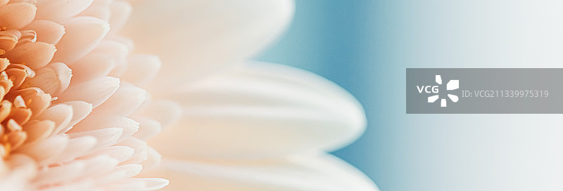 特写的白色开花植物图片素材