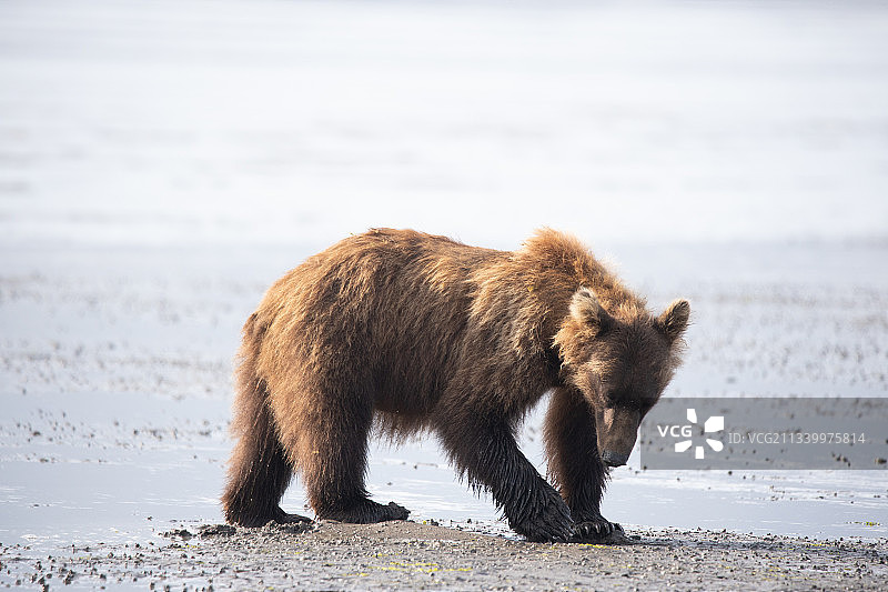 在海岸边行走的棕熊图片素材