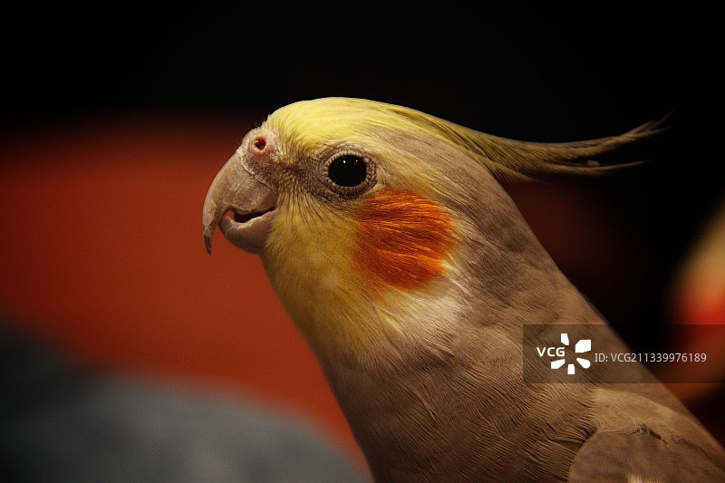 户外栖息的鹦鹉特写图片素材