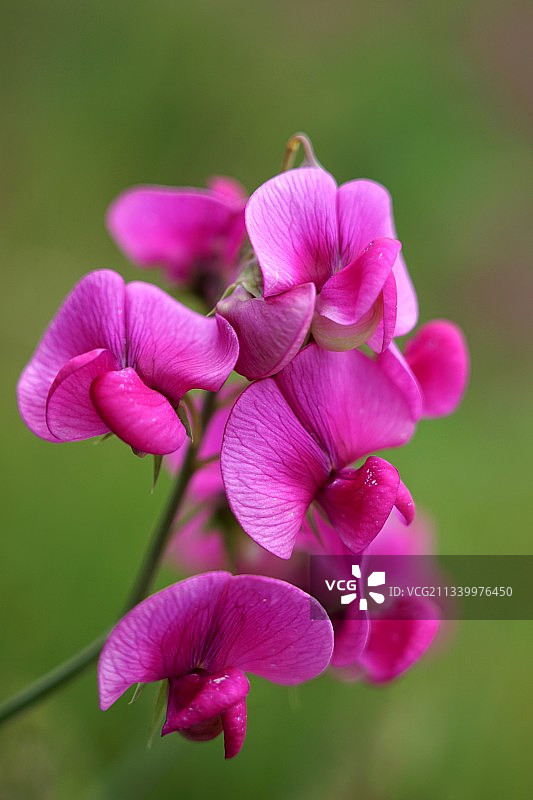 粉色植物特写，荷兰瓦赫宁根图片素材