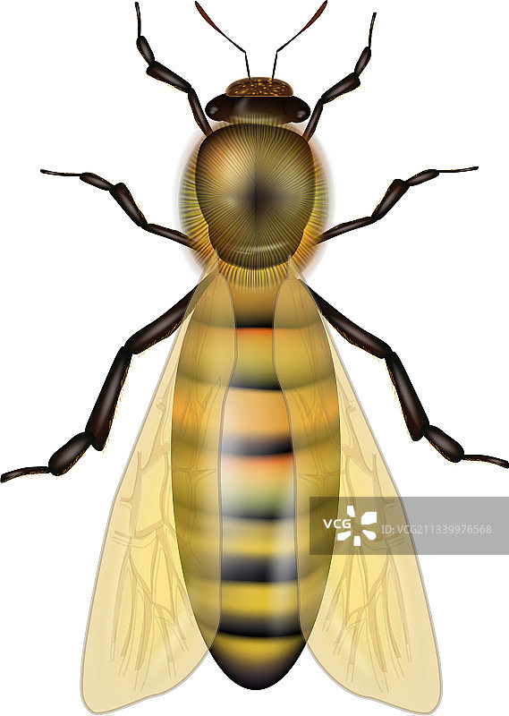 白色背景上的工蜂图片素材