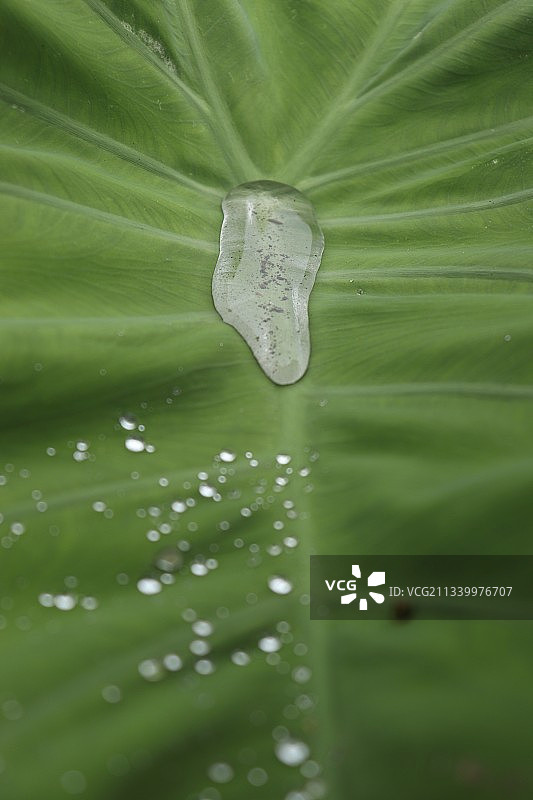 叶子上水滴的特写图片素材