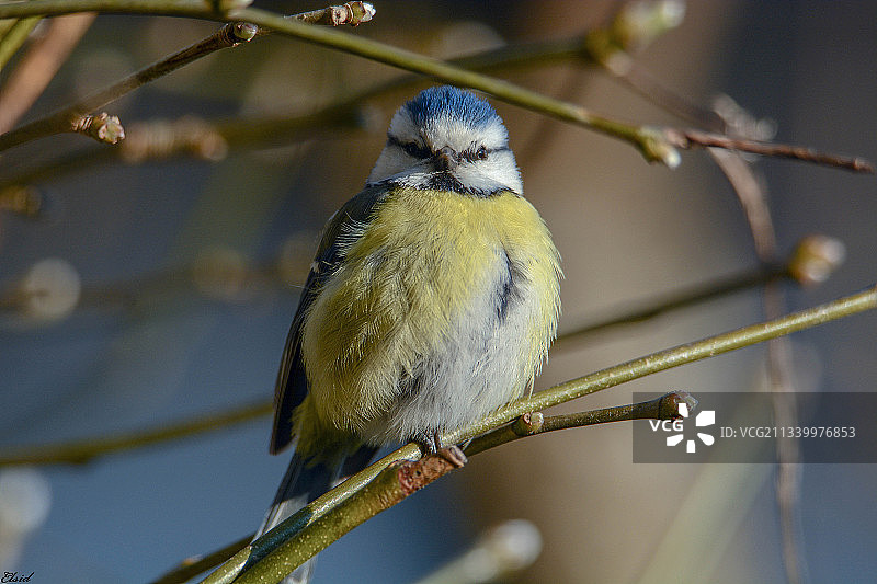 特写：瑞典Partille，栖息在树枝上的歌山雀图片素材