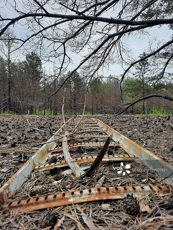 乌克兰基辅州田野上的光秃树木景色图片素材