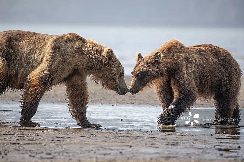在湖中行走的熊的侧视图图片素材