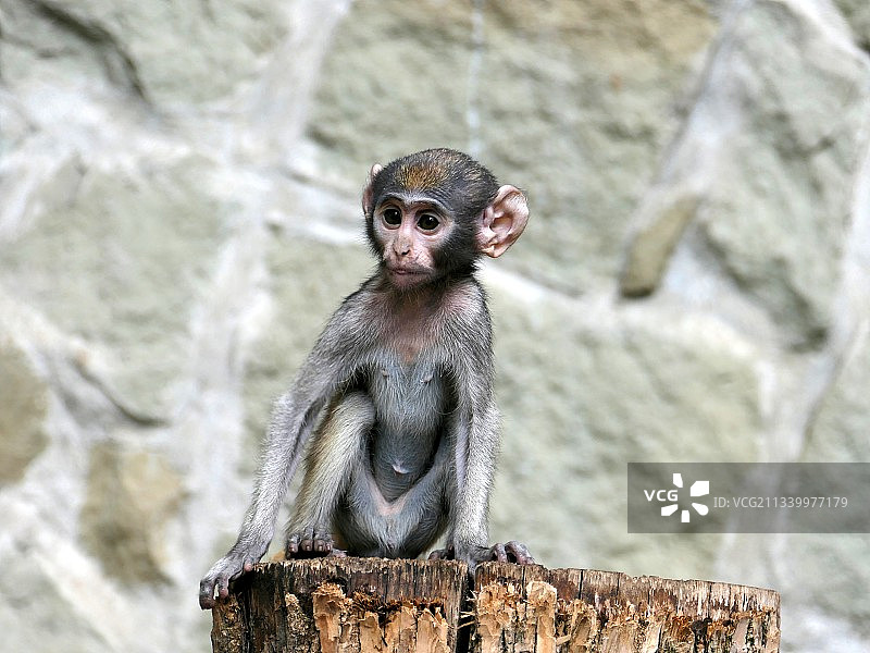 坐在岩石上的长尾猴肖像图片素材