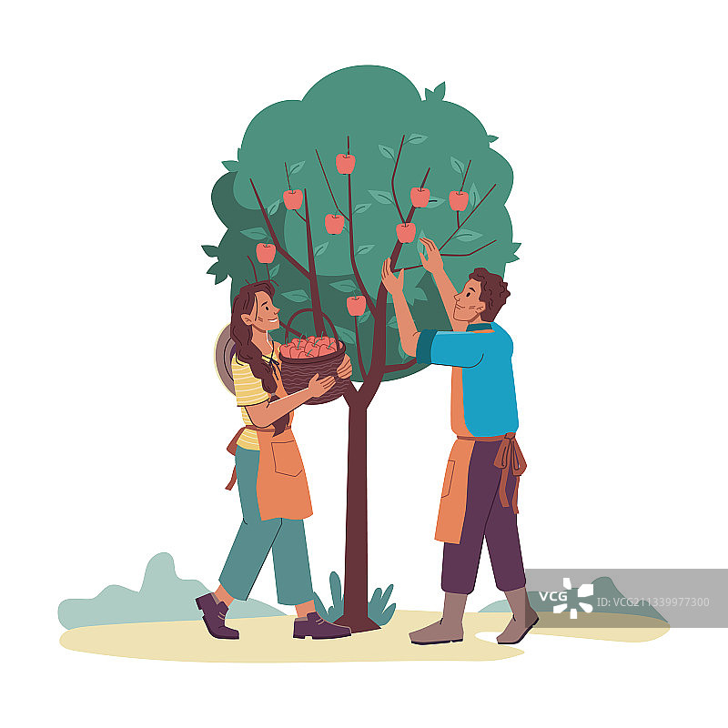 人们从树上采摘果实图片素材