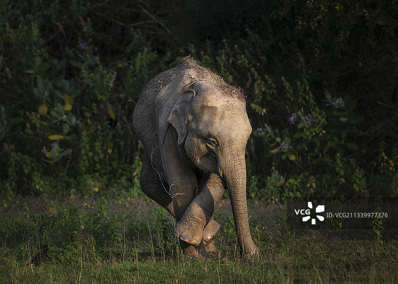 在斯里兰卡安帕拉田野上行走着的印度亚洲斯里兰卡象图片素材