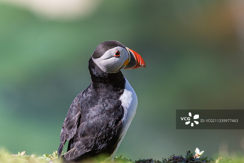 海鹦栖息在田野上的特写，索尔蒂群岛，爱尔兰图片素材