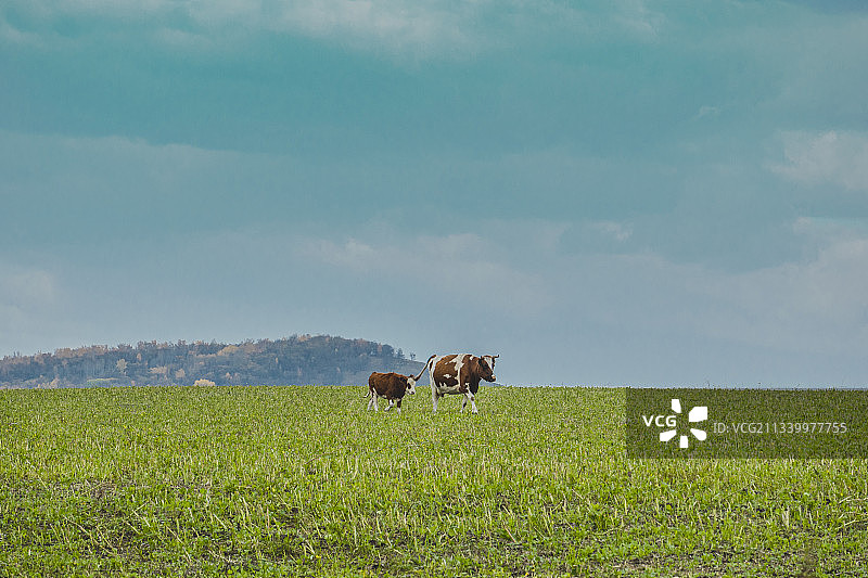 回家的母子牛图片素材