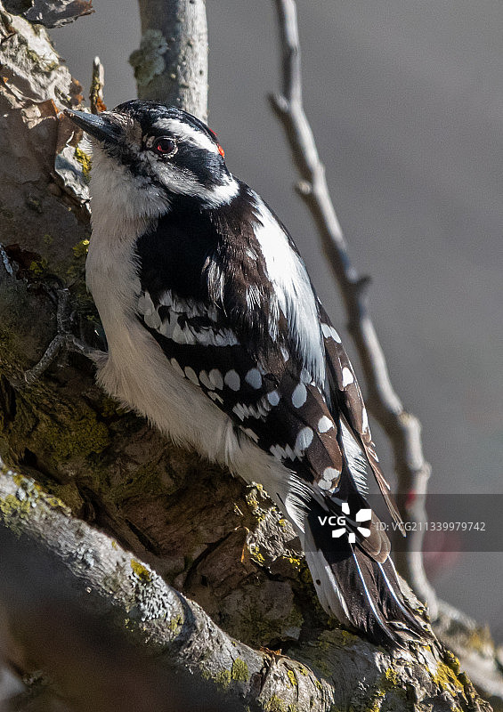 笑翠鸟栖息在树上的特写图片素材