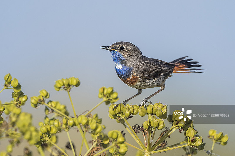 近距离拍摄在法国栖息在植物上的鸣禽图片素材