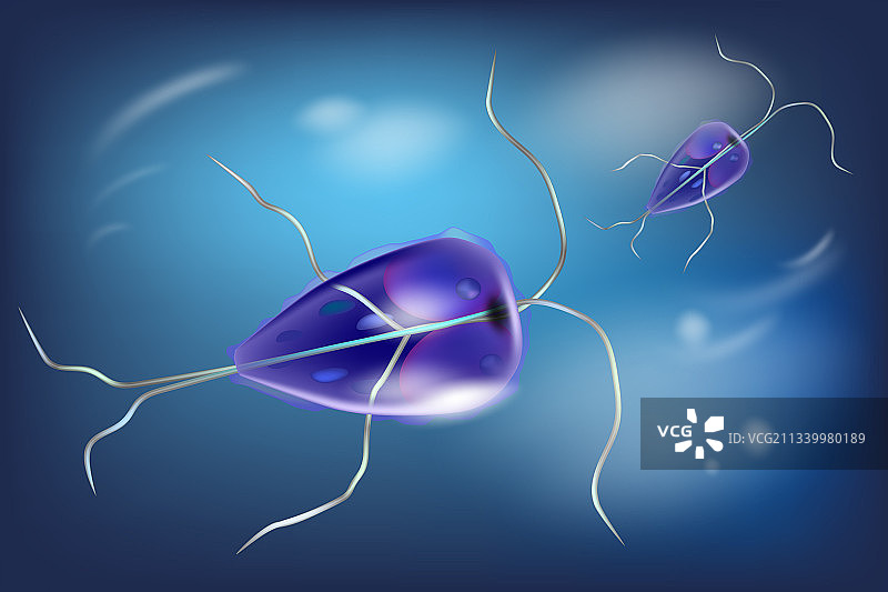 梨形鞭毛虫属厌氧鞭毛原生动物图片素材