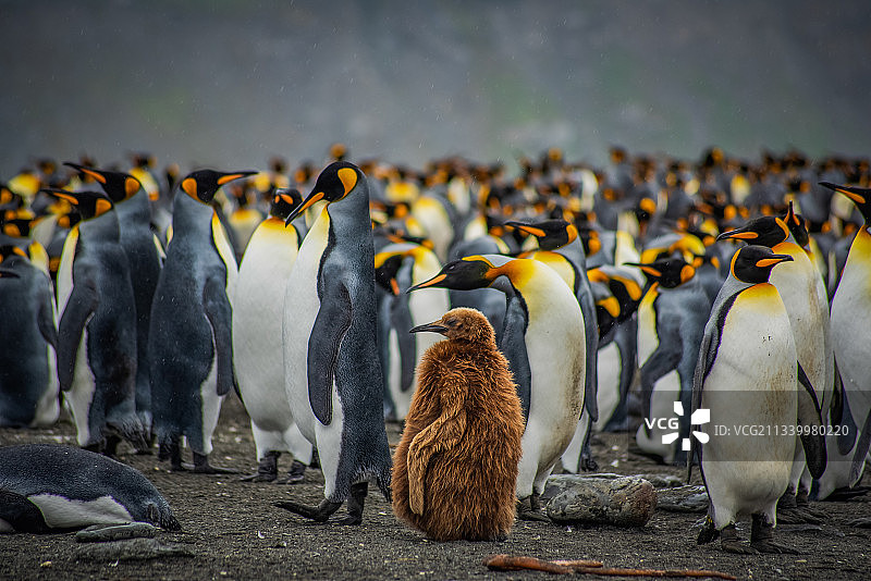 沙滩上的企鹅景观图片素材