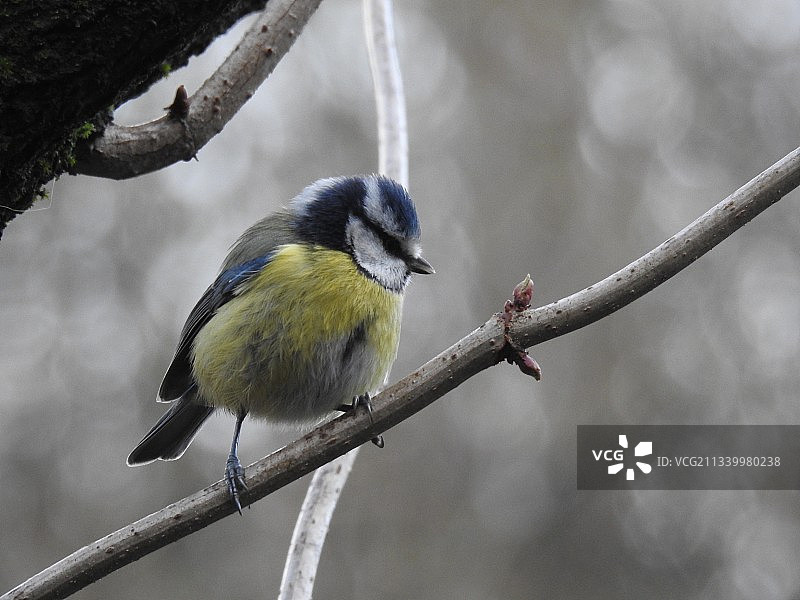 鸣山雀栖息在树枝上的特写图片素材
