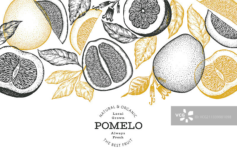 手绘风格有机柚子banner图片素材