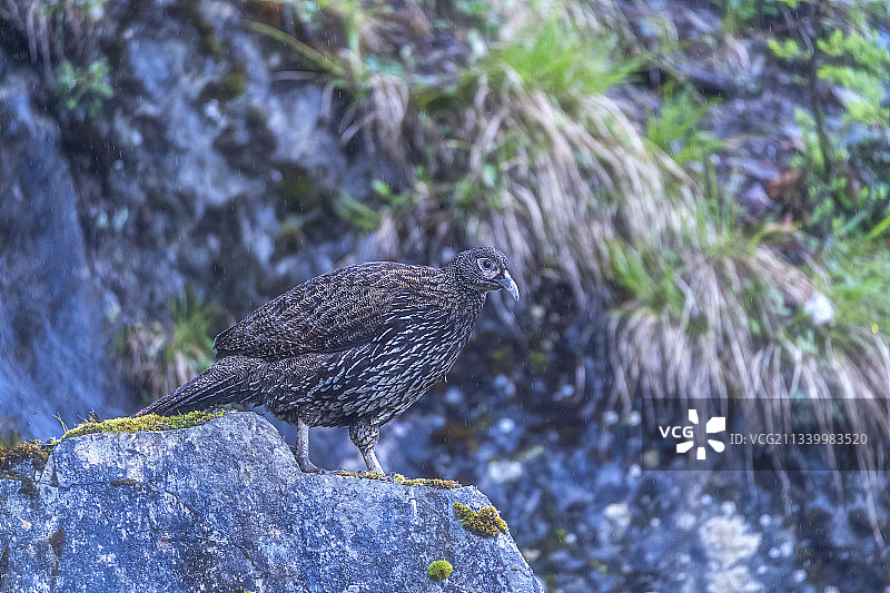 绿尾红雉图片素材