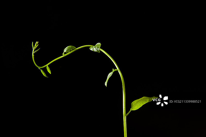黑色背景上的藤蔓发芽图片素材