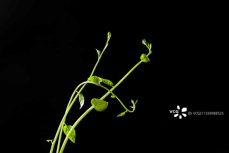 黑色背景上的藤蔓发芽图片素材
