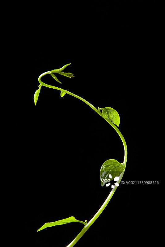 黑色背景上的藤蔓发芽图片素材