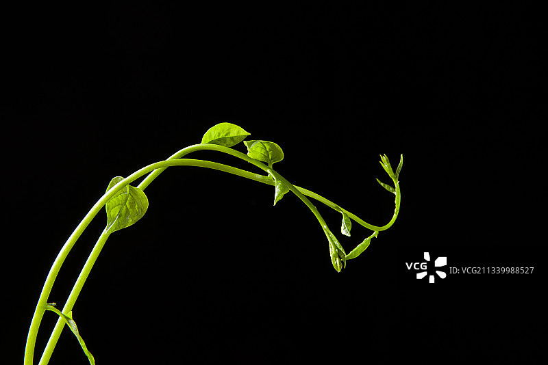 黑色背景上的藤蔓发芽图片素材