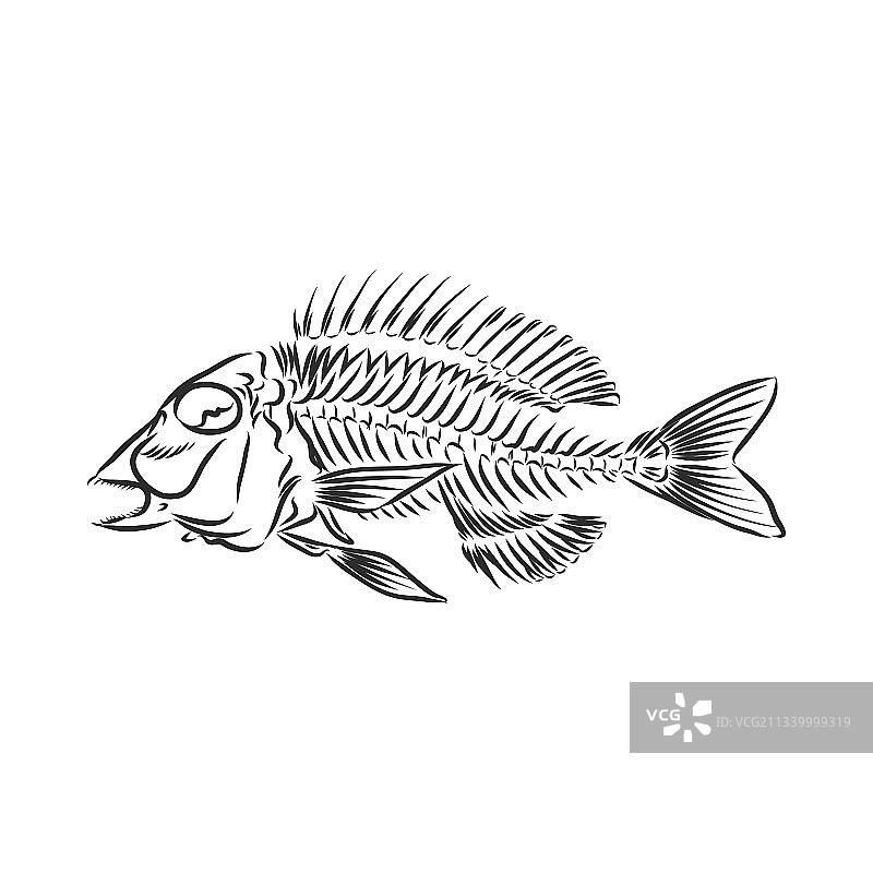 史前骷髅鱼骨骼素描图片素材