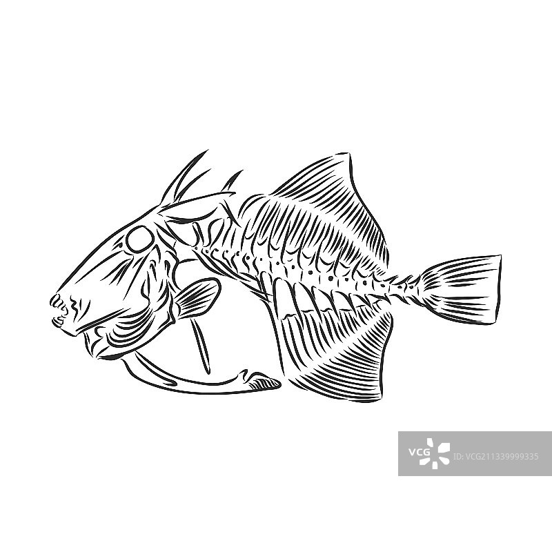 史前骷髅鱼骨骼素描图片素材