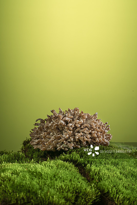 野生菌图片素材