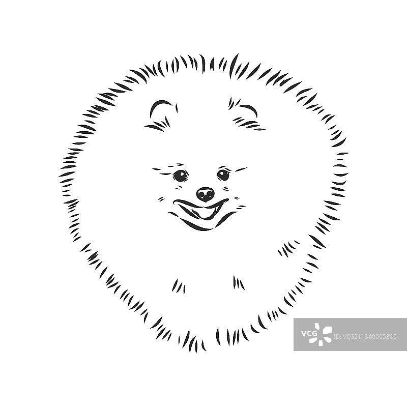 博美犬手绘草图图片素材