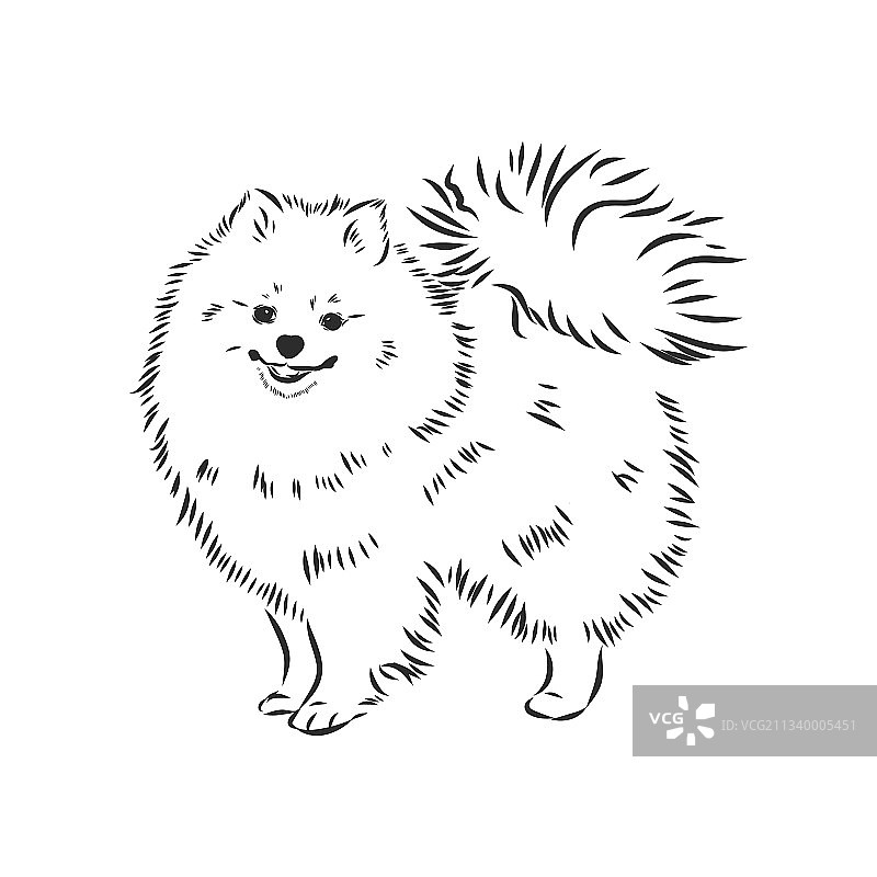 博美犬手绘草图图片素材