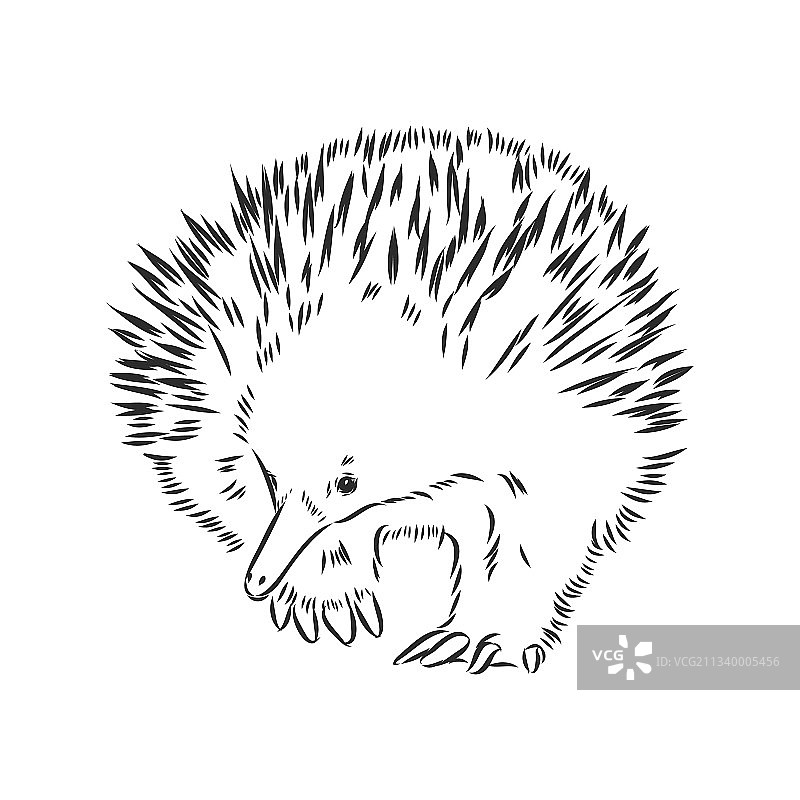 针鼹绘画雕刻墨线艺术图片素材