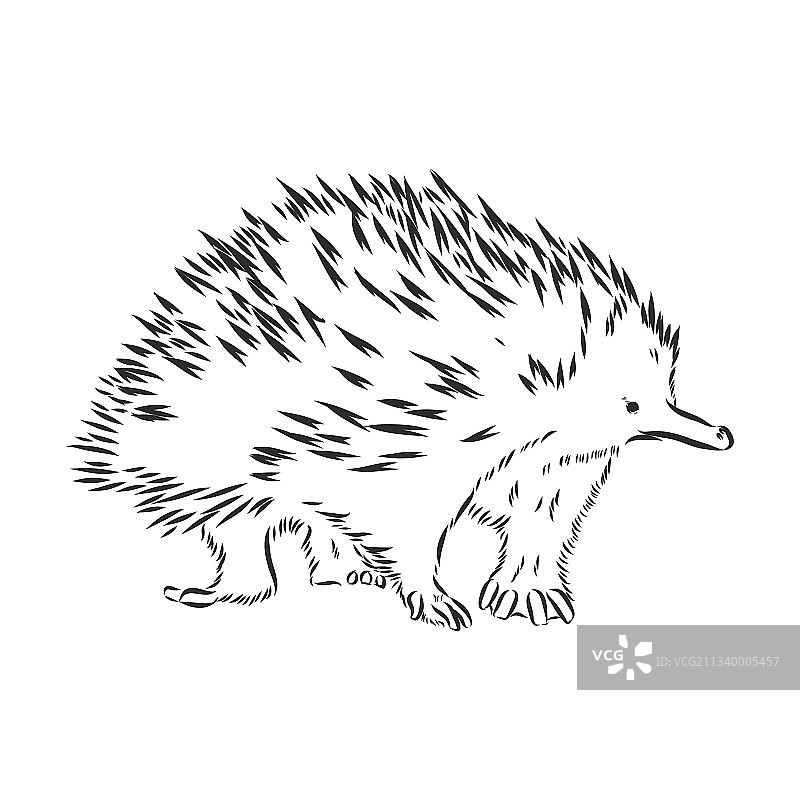 针鼹绘画雕刻墨线艺术图片素材