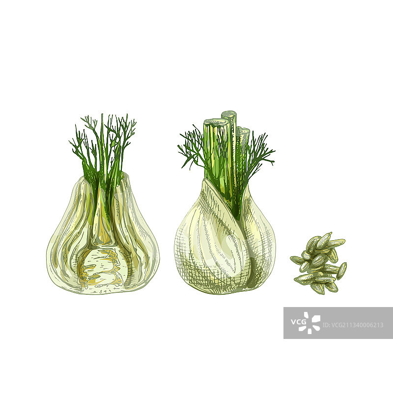 完整的和一半颜色的复古茴香头图片素材