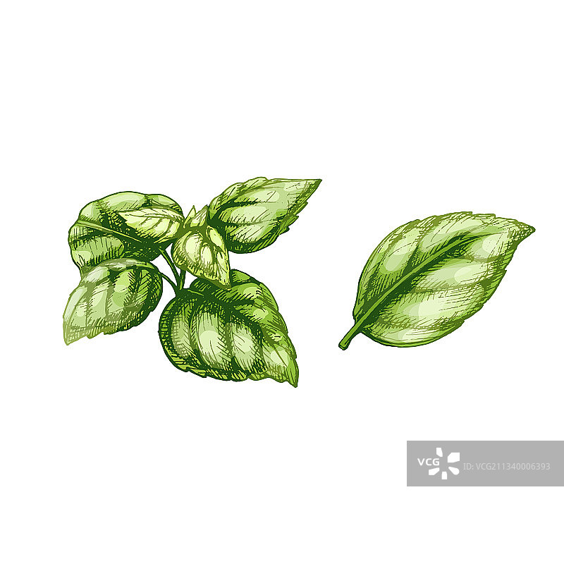 新鲜罗勒叶复古阴影线稿图片素材