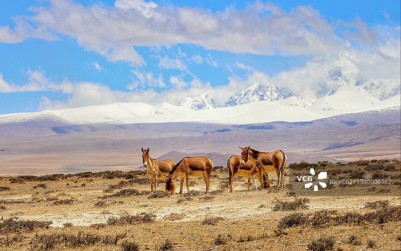 雪山下的野驴图片素材