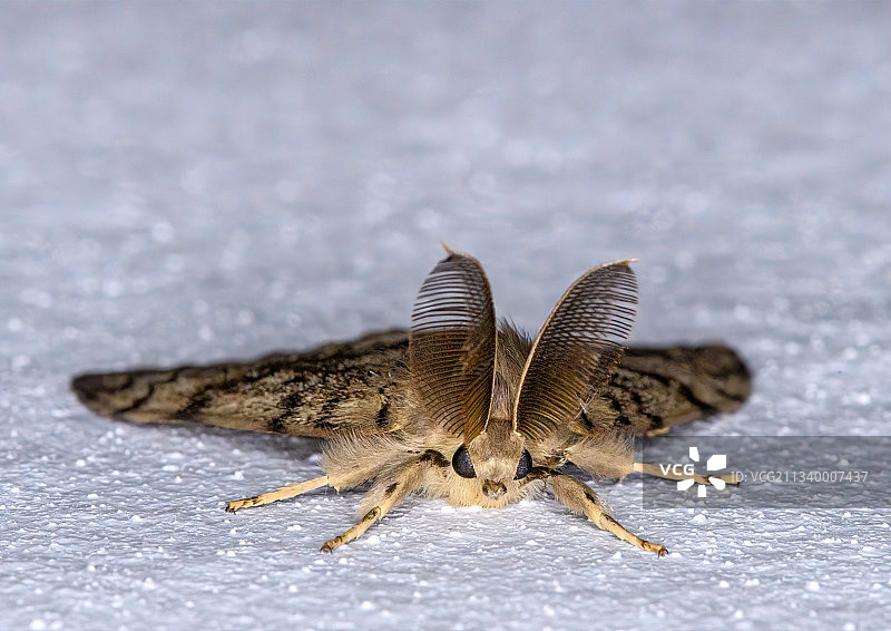 乌克兰利沃夫州多布罗米尔的黑色拱门特写图片素材