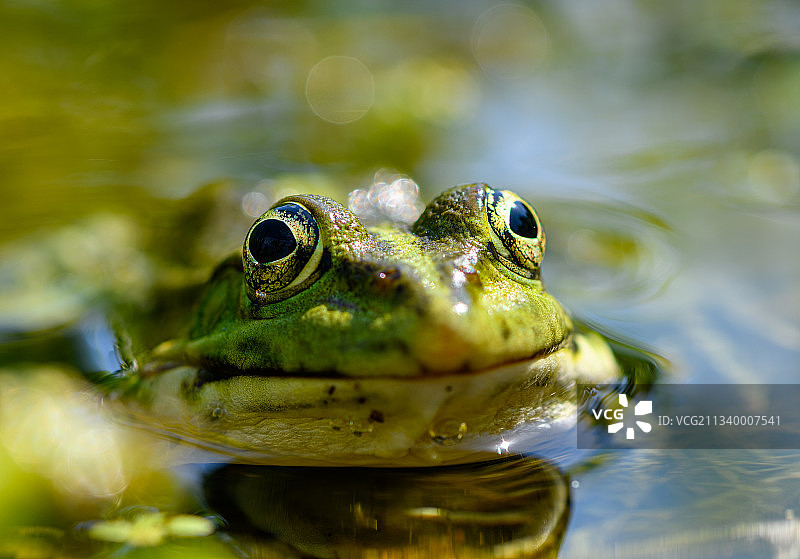 湖中青蛙特写，乌克兰尼古拉耶夫图片素材