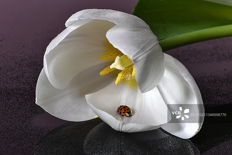 白色玫瑰花特写，斯洛文尼亚采列图片素材