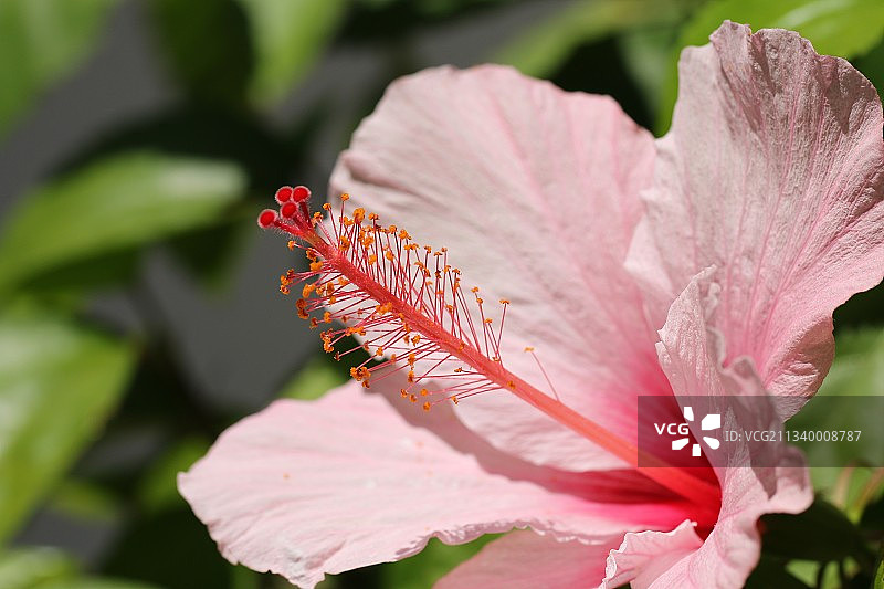 粉色芙蓉花特写图片素材
